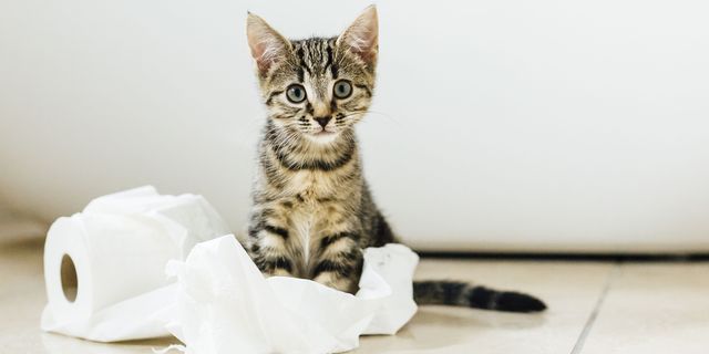 Ozone 2025 cat urine