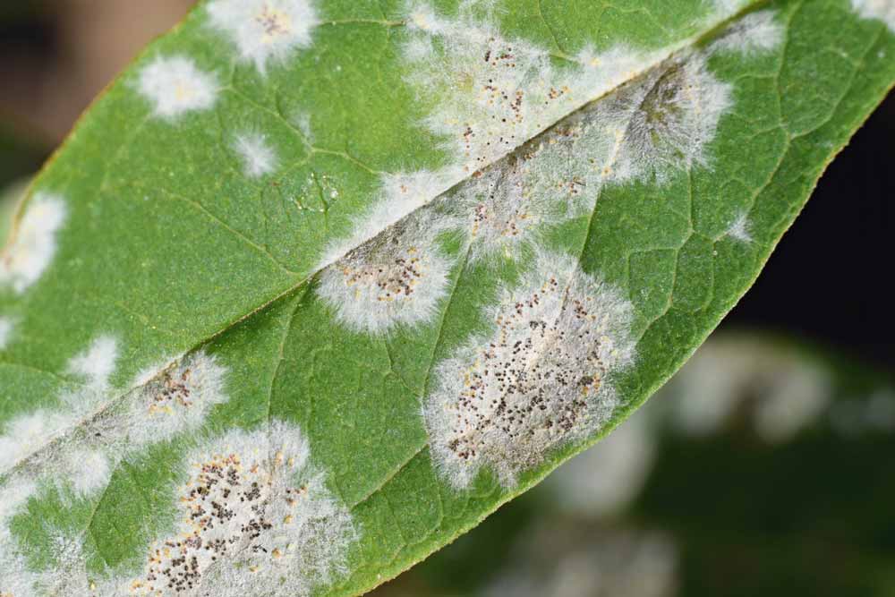 A Breath of Fresh Air: Ozone Treatment for Powdery Mildew